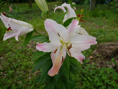 2012昭和記念公園5.JPG