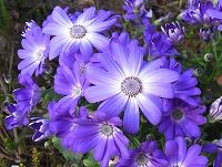 １月１７日の誕生花 サイネリア 青紫 の花言葉 元気 いつも喜んで 咲くサイネリアの青紫色の花 弥生おばさんのガーデニングノート 花と緑の365日 楽天ブログ
