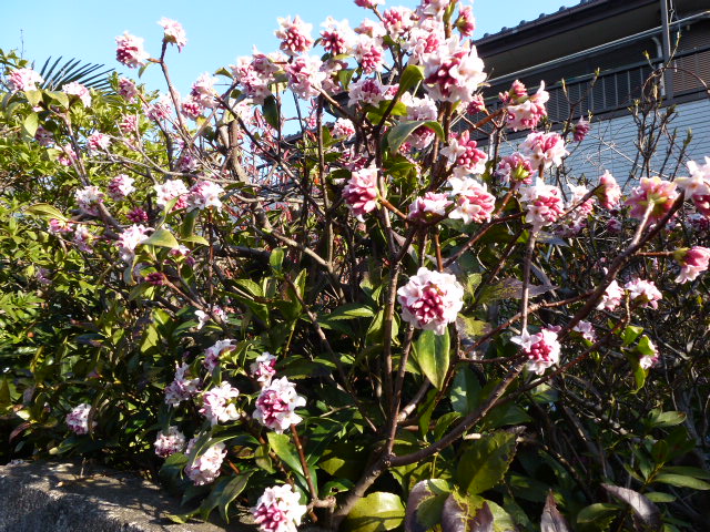 沈丁花 ジンチョウゲ 赤と白 寒咲き菖蒲 写真あり 私の好きな花 楽天ブログ