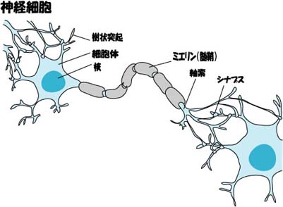 神経細胞.jpg