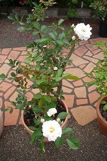 P1300634ss.jpg