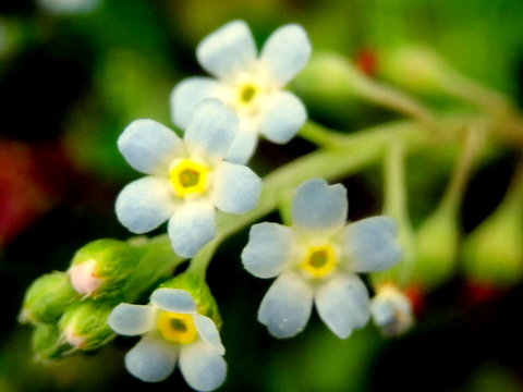 ワスレナグサには同じムラサキ科の キュウリグサ と言う大変小さい花の仲間があることが分かった 三田のいのしし 見て歩き日記 楽天ブログ