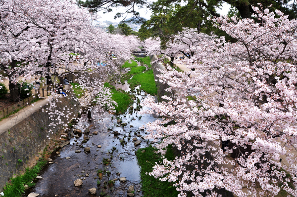 大きな桜の木に驚いて来ました～ | おもいついた時に - 楽天ブログ