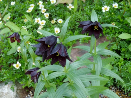 初夏 黒い花が下向きに咲く チョコレート リリー おかしな仕事 楽天ブログ