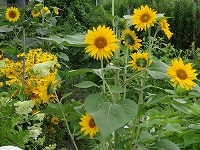 ８月５日の誕生花 ヒマワリ 向日葵 の花言葉 あこがれ あなただけを見つめる 黄色い大輪の花の 敬慕 弥生おばさんのガーデニングノート 花と緑の365日 楽天ブログ