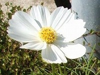 １０月１４日の誕生花 コスモス 白 の花言葉 乙女の純潔 優美 に群れ咲く白く 美麗 な花 弥生おばさんのガーデニングノート 花と緑の365日 楽天ブログ