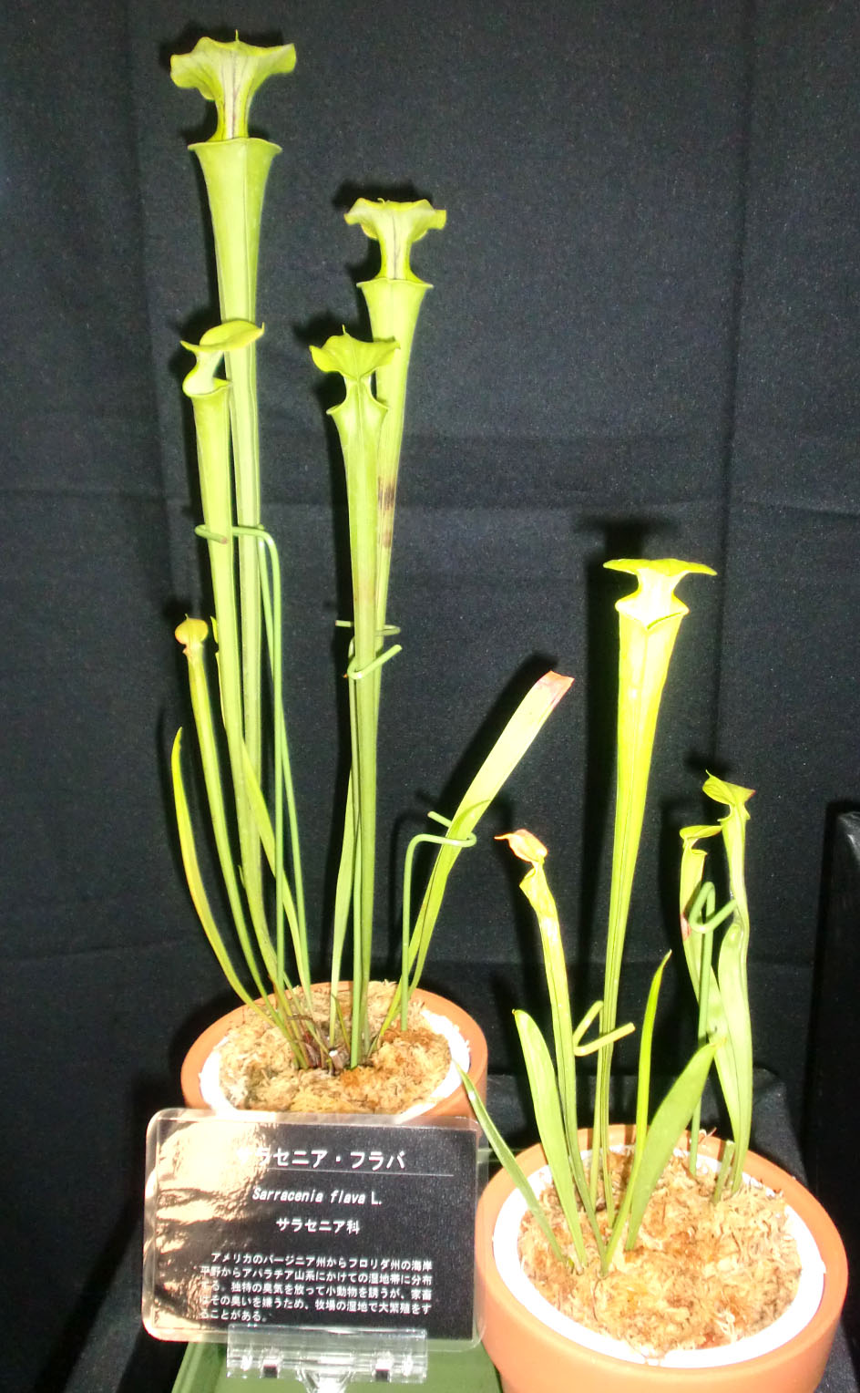 食虫植物サラセニアflava var. flava Giant form 食虫植物サラセニアflava var. flava Giant form