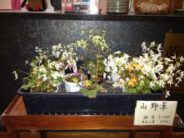 20121121山野草