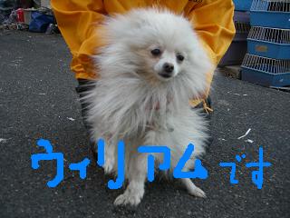 ウィリー.JPG