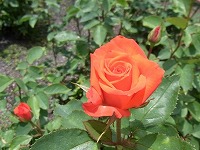４月１１日の誕生花 オレンジ色のバラ 薔薇 の花言葉 元気を出して 赤と黄を合わせた橙色の花は 恋愛の達人 弥生おばさんのガーデニングノート 花と緑の365日 楽天ブログ