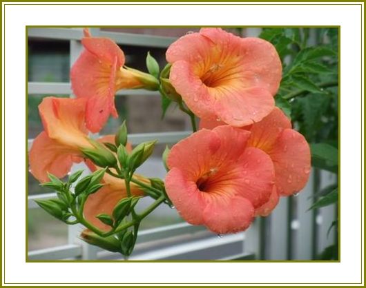 凌霄花一輪摘んで髪飾り♪ | 花の歳時記 （天南星の魅力＆山野草