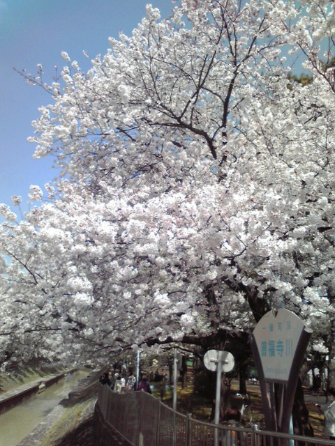 お花見日和 早花咲月のブログ 楽天ブログ