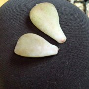 ペンタンデューム 葉挿し