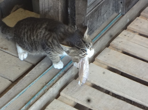 おすそ分け.jpg