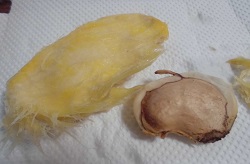 太陽のタマゴ 栽培 種 5