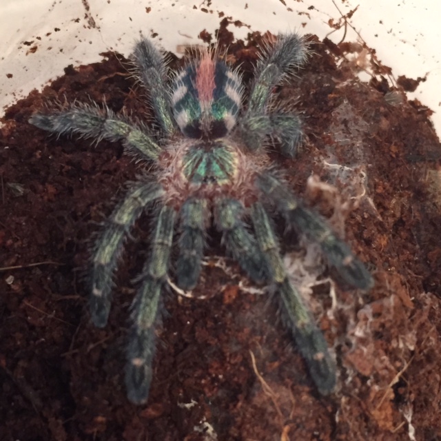 Avicularia diversipes | Dr.Tの徒然なるままに Copyright (C) 2008-たっちゃん！！ All R -  楽天ブログ