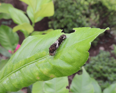 レモンの木にアゲハ蝶の幼虫が もう遅くないですか 尾上 茂 の日記 おのログ 楽天ブログ