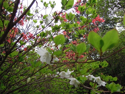 DSCN1909s.jpg