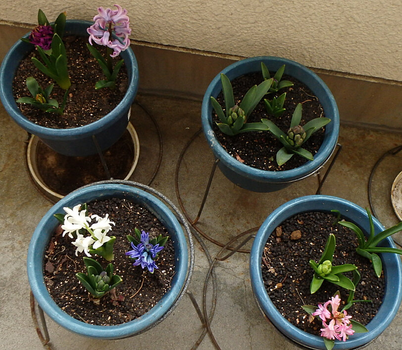 植えっぱなしの鉢花ヒヤシンスその後 楽天版じぶん更新日記 楽天ブログ