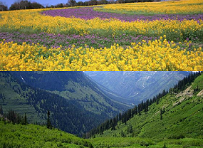 綺麗な花々…。雄大な自然の景色。