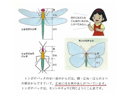 カブトムシの頭 胸 腹は その２ 授業研究のあしあと 楽天ブログ