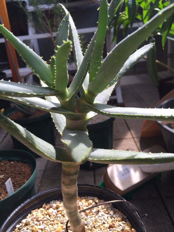 分頭 アロエ ディコトマ アロエ ディコトマ2分頭/Aloe Dichotoma