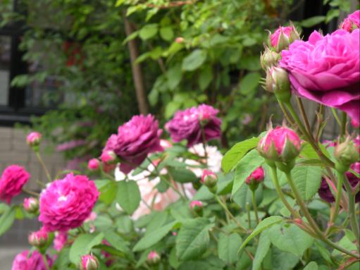 DSCN9299m.jpg