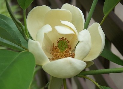 儚い一日花の姫泰山木開花 画像あり Yoshieおばさんの 花 華 日記 楽天ブログ