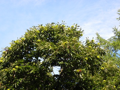 DSCN9239.jpg