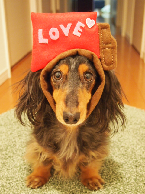 バレンタイン と 犬のかぶり物 美味しい ガーデン８７ 楽天ブログ