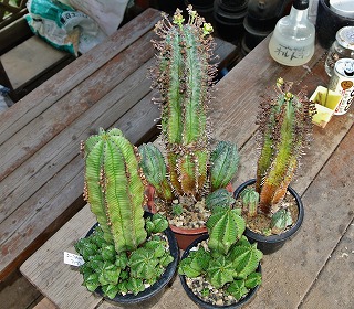 仔吹き盛んなユーフォ・ホリダHybの繁殖と植替 | ☆ガマンマの ニク