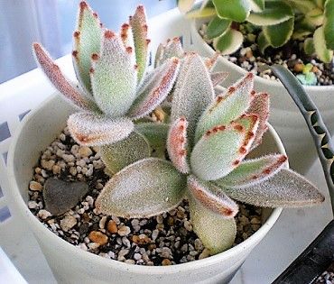 月兎耳少し紅葉＆拡がるうどん粉（涙） | こぢんまりベランダ園芸やってます🌵🌱 - 楽天ブログ