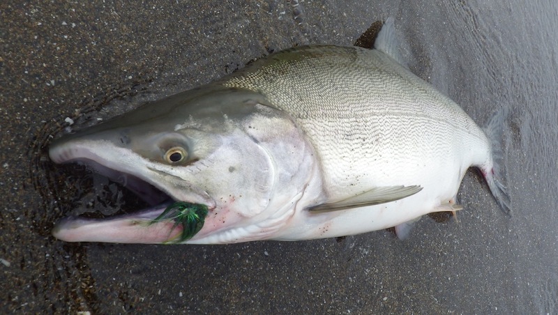 北海道のサーフでカラフトマス釣りに挑戦 | 四十の手習い フライフィッシング修行中 - 楽天ブログ