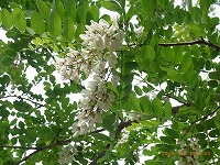 ５月１１日の誕生花 ニセアカシアの花言葉 慕情 ミツバチの蜜源の白い花に 頼られる人 弥生おばさんのガーデニングノート 花と緑の365日 楽天ブログ