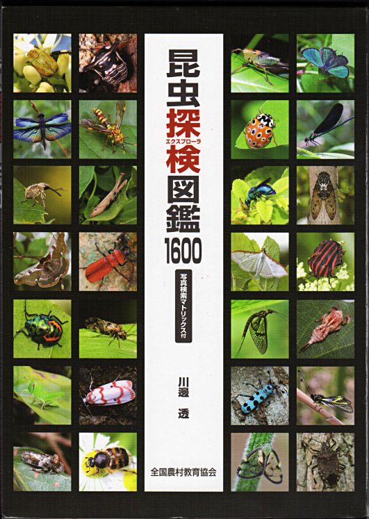 バッタ・コオロギ・キリギリス大図鑑 51VY0Z2AZ8L.jpg_BO30,255,255,