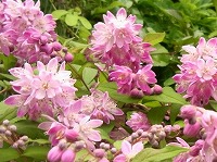 ６月３日の誕生花 ウノハナ 卯の花 の花言葉 風情 唱歌 夏は来ぬ の 古風 な花の 秘密 弥生おばさんのガーデニングノート 花と緑の365日 楽天ブログ