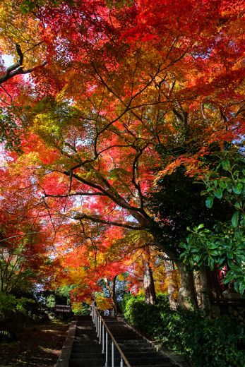 尾関山公園 鳳源寺の紅葉 くり坊のひとりごと Blog版 楽天ブログ