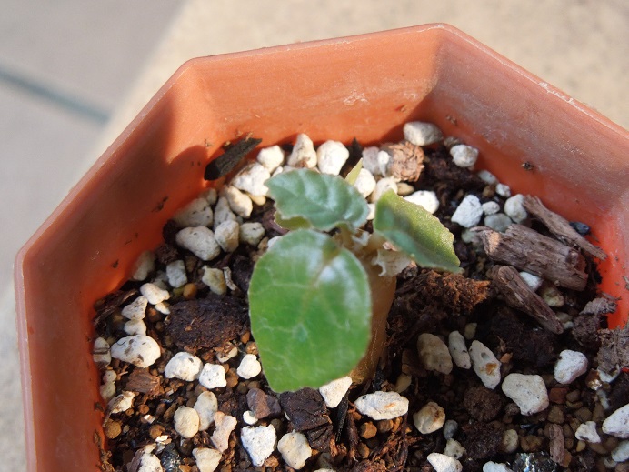 ドルステニアギガス？(dorstenia gigas?) | 小平太1098のブログ