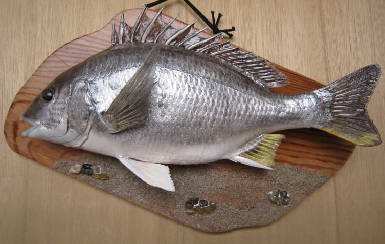 魚剥製(キビレ)-