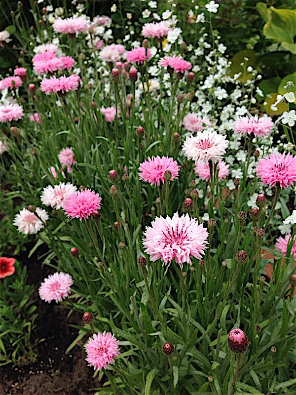 矮性 矢車草 | ＊種まきとガーデニング＊ - 楽天ブログ