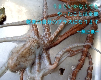 一部地域送料込（沖縄、九州）1kg＋α釣り餌:シガヤーダコ、ウデナガ