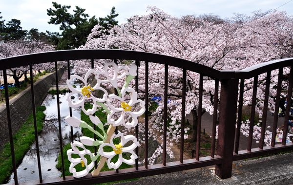 大きな桜の木に驚いて来ました～ | おもいついた時に - 楽天ブログ