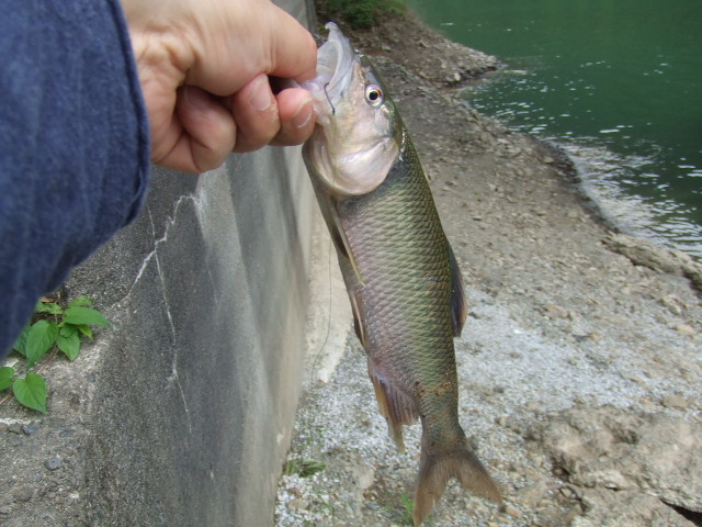 本物が欲しいな いってみようか 楽天ブログ