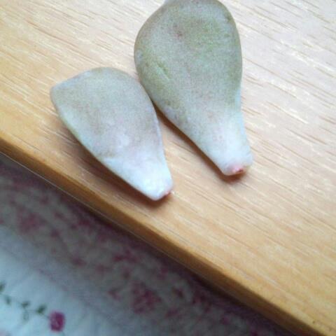 ペンタンデゥーム 葉挿し