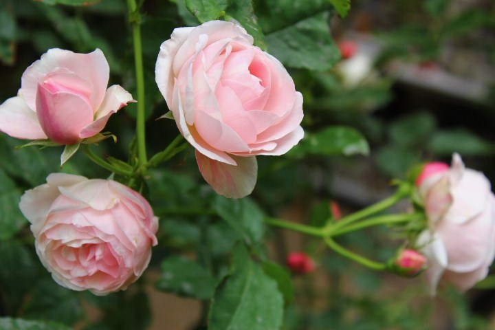 バラ ビエ ドゥーとダフネの色変わり 美味しい ガーデン８７ 楽天ブログ