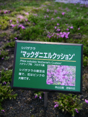 羊山公園8.JPG