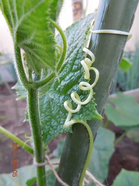 くるくる きゅうりの巻きひげがおもしろい あくびむすめの家庭菜園便り 楽天ブログ