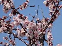 ４月１２日の誕生花 アンズ 杏 杏子 の花言葉 乙女のはにかみ 可憐な花が結ぶ 疑惑 の実 弥生おばさんのガーデニングノート 花と緑の365日 楽天ブログ