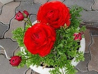 ３月２日の誕生花 ラナンキュラス 赤 の花言葉 あなたは魅力に満ちている 存在感あふれる赤いハナキンポウゲ 花金鳳花 弥生おばさんのガーデニングノート 花と緑の365日 楽天ブログ