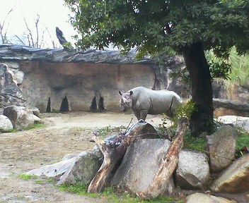 天王寺動物園のサイ